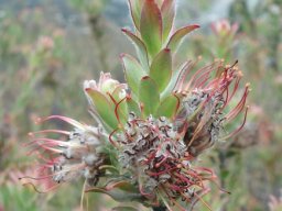 Leucospermum calligerum stem growth taking over